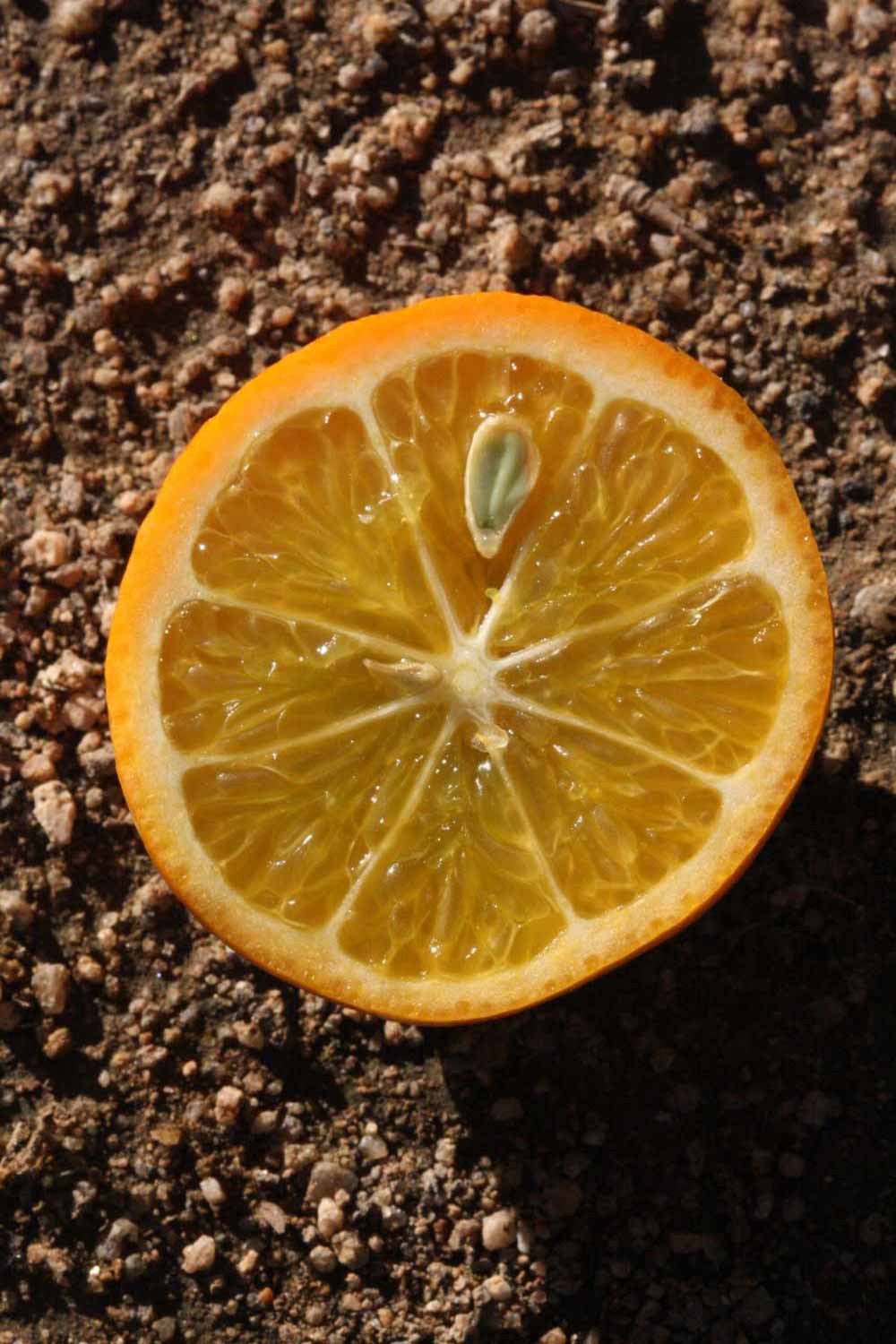            Fruit cross-section (Riverside, CA)   